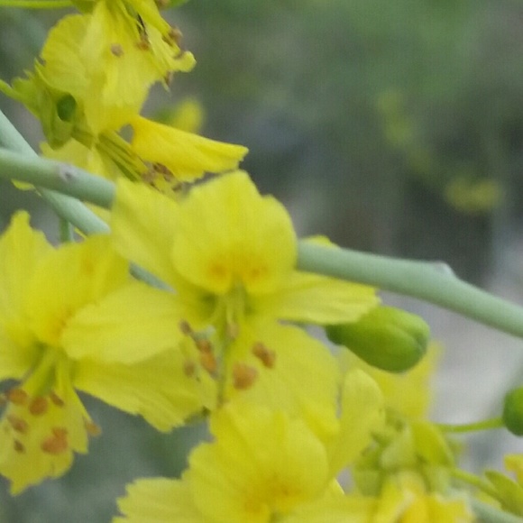 Thank you my fellow poshers! - Picture 3 of 6